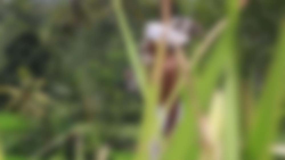 video_woman_cover3